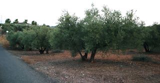 Fondo rustico in Carlota (La). Parcela en venta en la carlota el arrecife