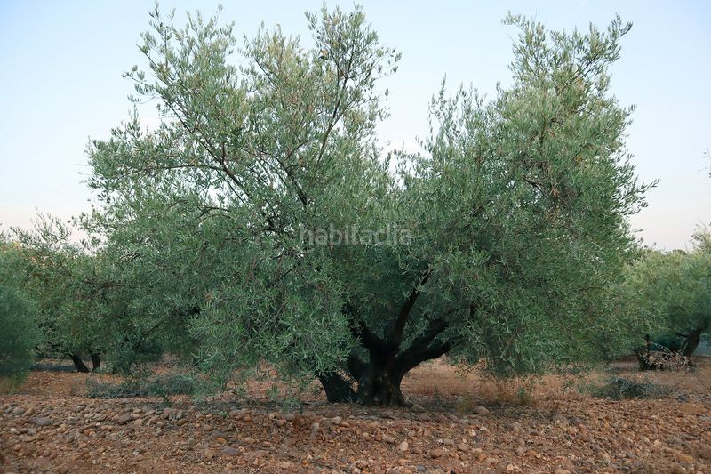 Foto e448911b-0a50-4f43-8077-fc2432aab762. Finca rústica a Carlota (La)