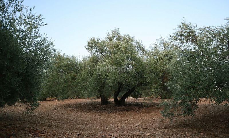 Foto f4691703-2bd2-43b8-8da6-7f066a2235d2. Finca rústica a Carlota (La)