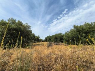 Country house in Arcos de la Frontera. Finca rustica en marchanudo con vivienda