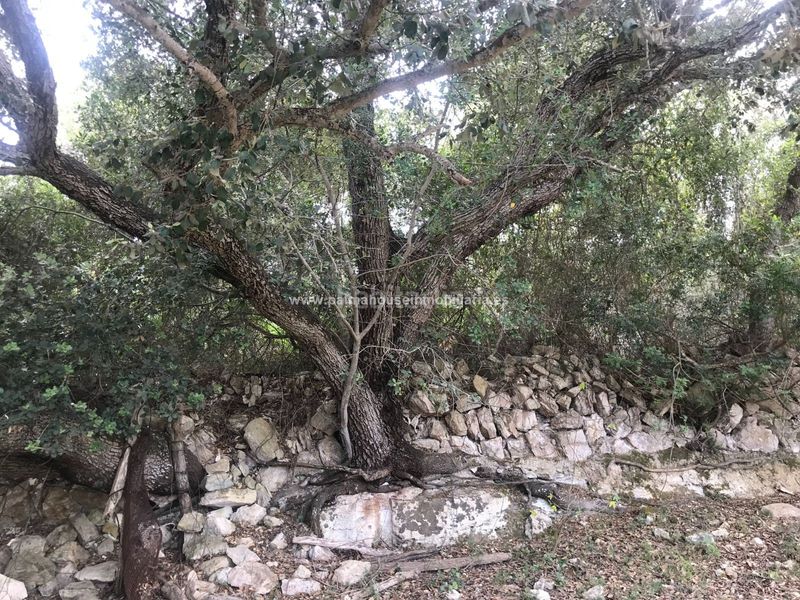 Foto cbddacc3-838c-4b05-8598-aae2ea94ed89. Masia amb calefacció aparcament a Maria de la Salut
