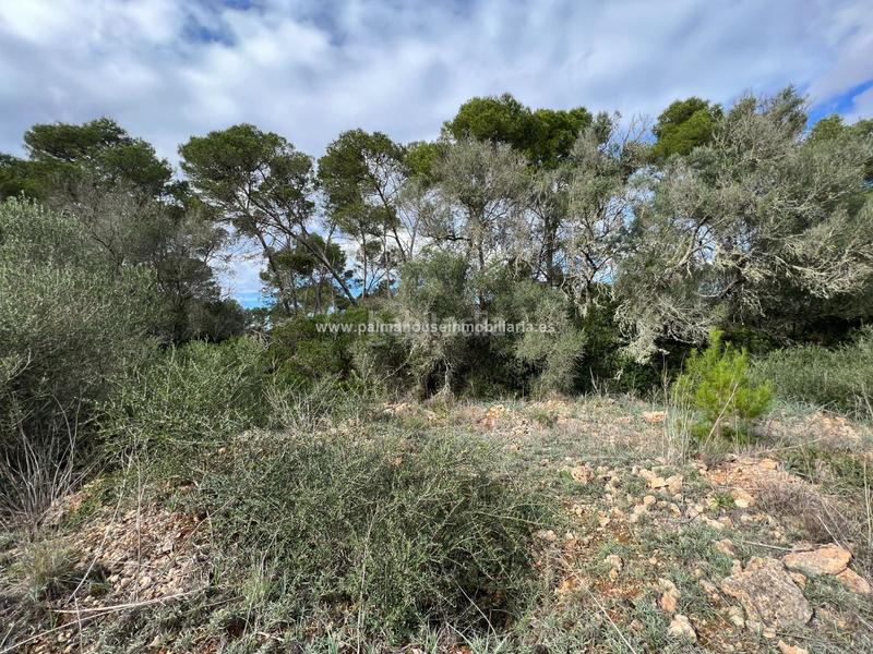 Foto 02924519-cfb8-4201-bd23-5e78040a0d8e. Residential plot in Algaida