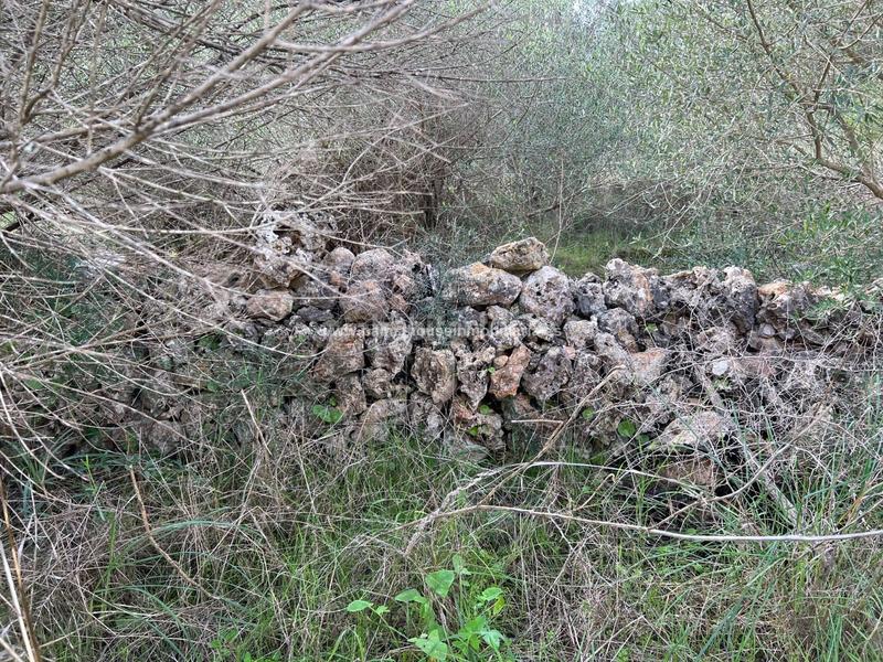 Foto 0a40d0bb-78d3-4bdc-9b8d-2cc6788b5ffa. Residential plot in Algaida