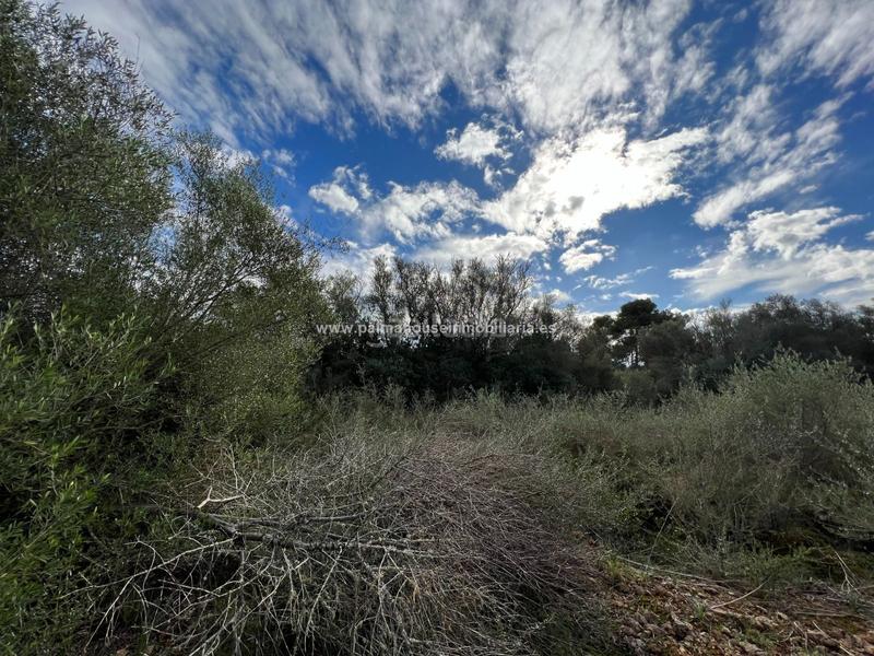 Foto 0e78adba-ce33-4b46-a3ea-eda5db87470c. Residential plot in Algaida