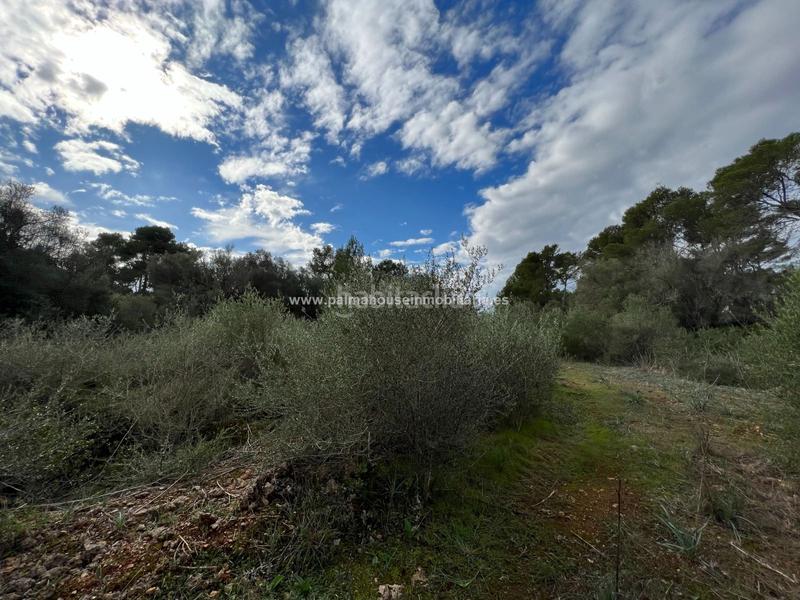 Foto 12a0f4f8-1b51-4a7b-8669-b8e4ff3cddcb. Residential plot in Algaida