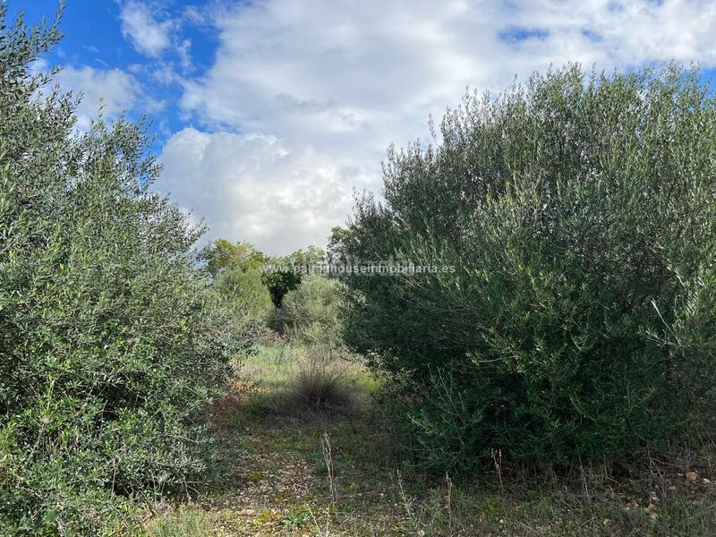 Foto 267726c2-a030-47bc-999b-52a4e67879f8. Residential plot in Algaida