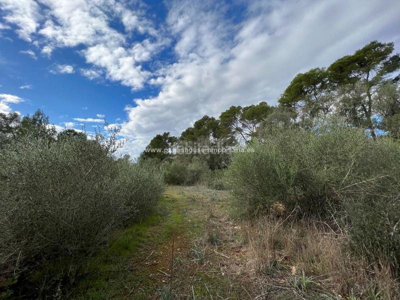 Foto 4036a0eb-cc7f-4713-94a5-38f27cc28045. Residential plot in Algaida