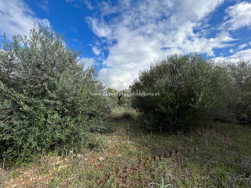 Foto 61d09b27-0f10-464a-b284-32a14f5254f0. Residential plot in Algaida