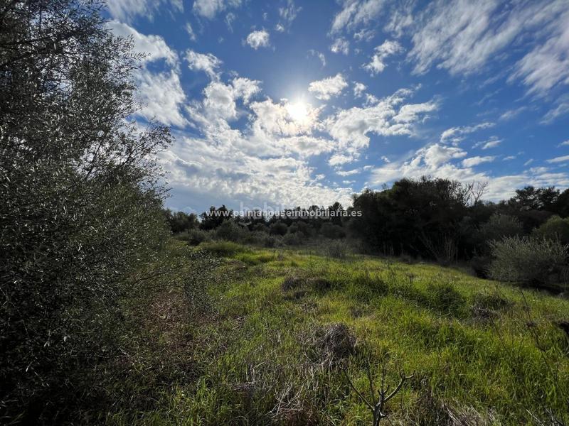 Foto 656d6f7f-434c-4fbb-a53a-9a703fd0efbf. Residential plot in Algaida