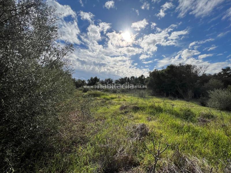 Foto a6215997-3e81-4b0e-b593-0ed2f95959c0. Residential plot in Algaida