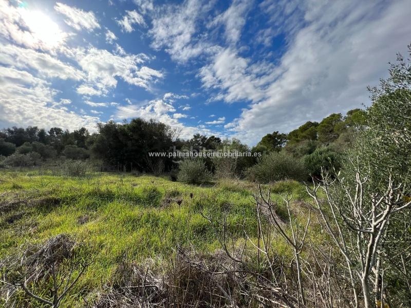 Foto e993123d-15b9-4a4c-9131-95e977287d1a. Residential plot in Algaida