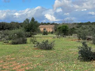 Terreny residencial a Algaida. Rustica con proyecto de vivienda y piscina!!!