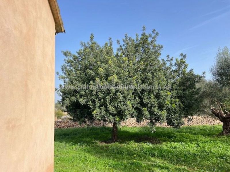 Foto 590b6350-7a0f-4d0a-9690-0cc41aa31292. Terreny residencial a Santa Margalida poble Santa Margalida