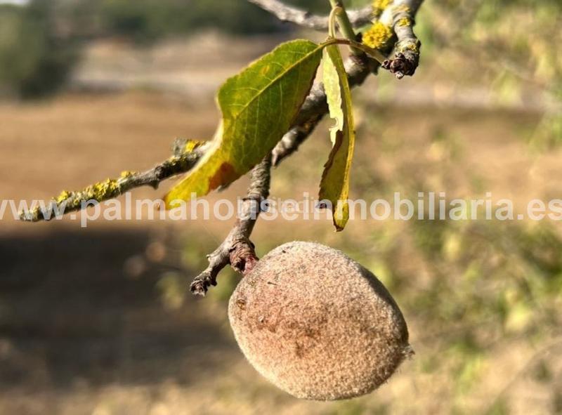 Foto d5b3e0bd-dfa7-4f7c-8c75-ffe7c0488f20. Terreno residencial .....gran solar urbano edificable...... en Llubí