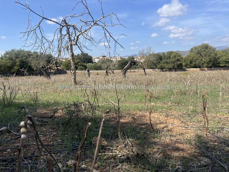 Foto 5ee1eac5-5793-4d0b-98e4-56a9a4f0d64c. Wohngrundstück in Llubí