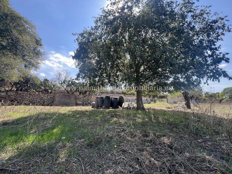 Foto 62db4dbf-3707-466f-adc8-7eec72ae27d8. Wohngrundstück in Llubí