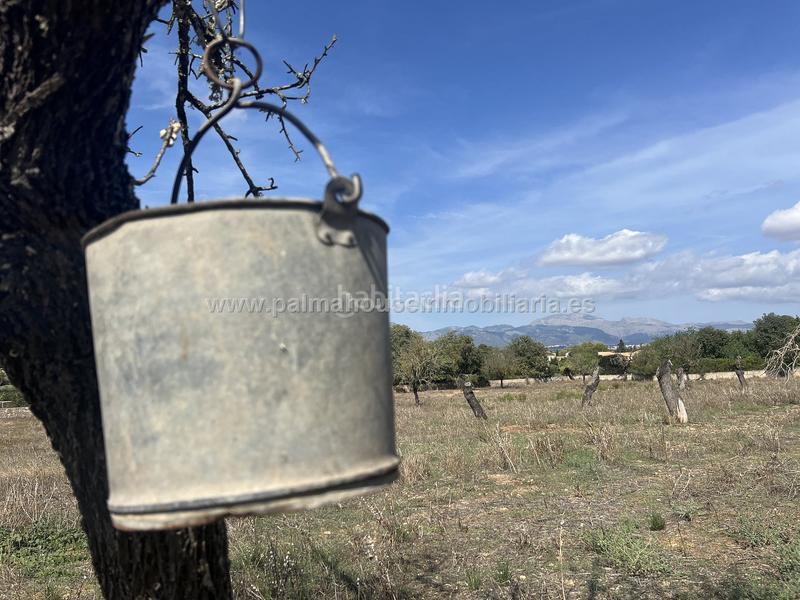 Foto a545334c-3c43-46e8-8e53-2023591efd64. Wohngrundstück in Llubí