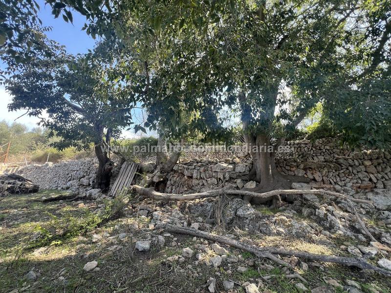 Foto e3fb0a6f-0acf-4c67-b707-9f5d29c064e8. Wohngrundstück in Llubí