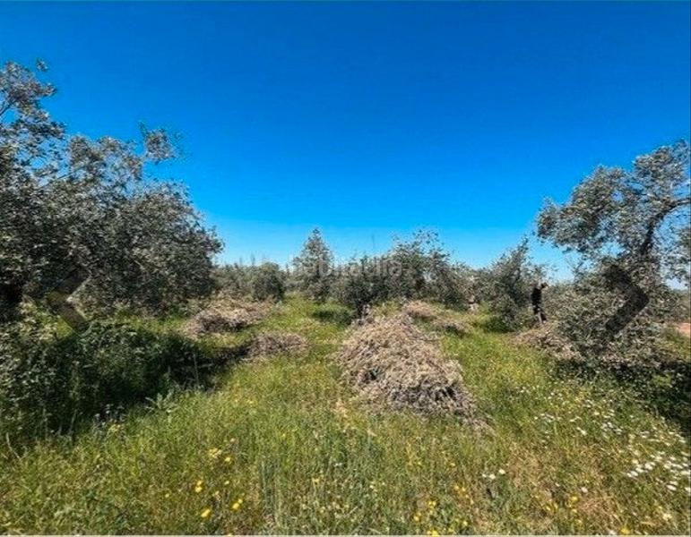Foto 974f505c-fdaa-411a-8d5c-e0be51b7c011. Finca rústica en calle villa de Otura 55c terreno rustico en Otura
