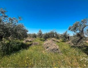 Finca rstica en Calle villa de otura 55c. Terreno rustico en otura