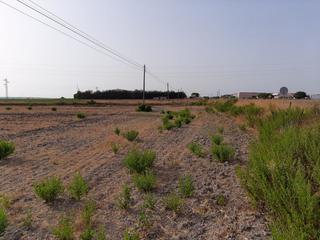 Finca rústica a Cuatro Pinos - El Carmen. Parcela en ctra sanlucar