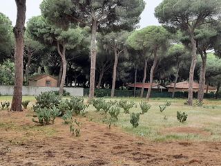Fondo rustico in El Juncal - Vallealto. Parcela de 2.750 metros en pinar de coig
