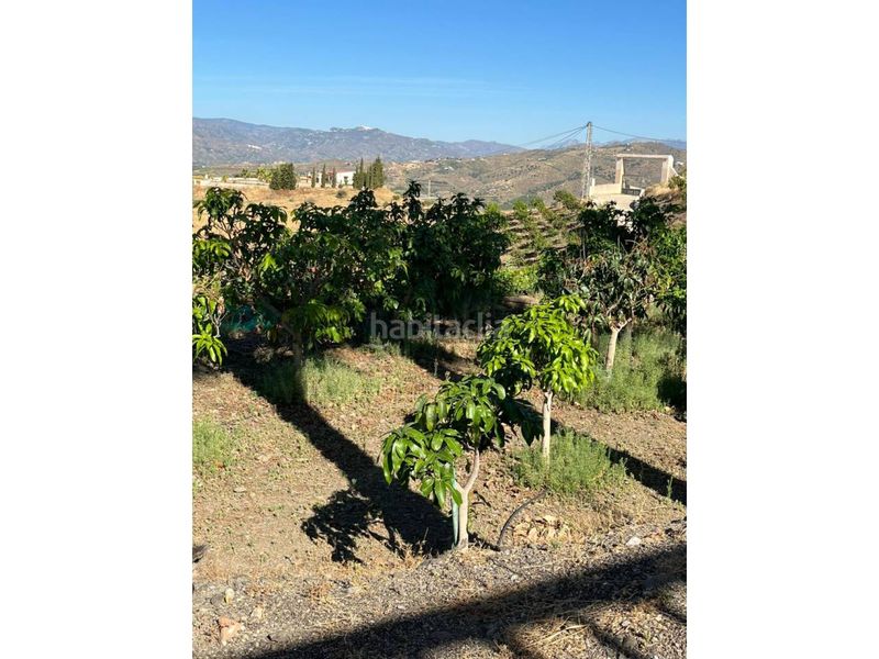 Foto 79c8f94c-0dbd-42e1-86b3-bc8e1e92d2d2. Finca rústica a Norte - Barrio del Pilar - El Reñidero Vélez - Málaga