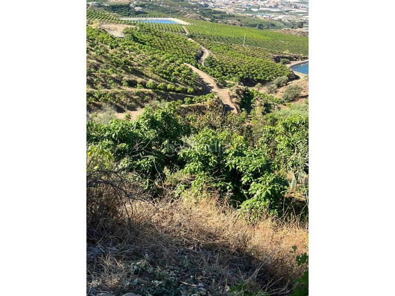 Foto e7b0ae7e-dad8-499a-b84f-e8d2ba93b9e8. Finca rústica a Norte - Barrio del Pilar - El Reñidero Vélez - Málaga