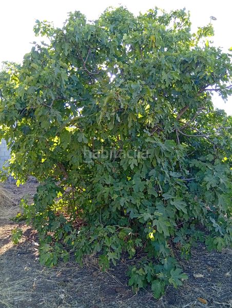 Foto 440a472f-6e22-4aa6-8c5a-0fc47c08a872. Finca rústica a La Hacienda - Nueva Andalucía Dos Hermanas