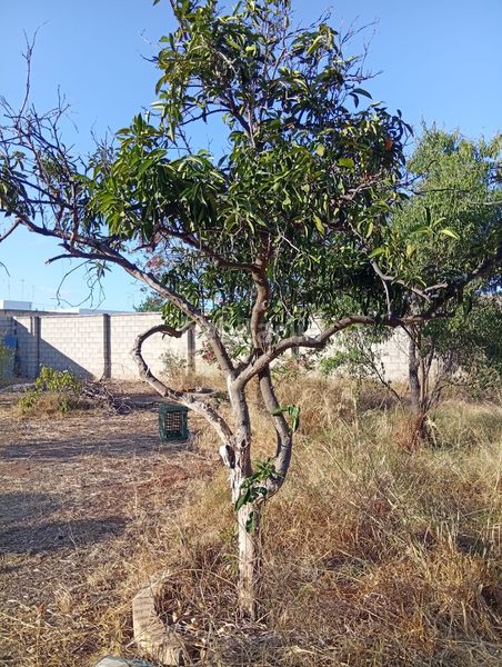Foto 9810cc7e-3ba0-446b-8ff1-c422d3fab893. Finca rústica a La Hacienda - Nueva Andalucía Dos Hermanas