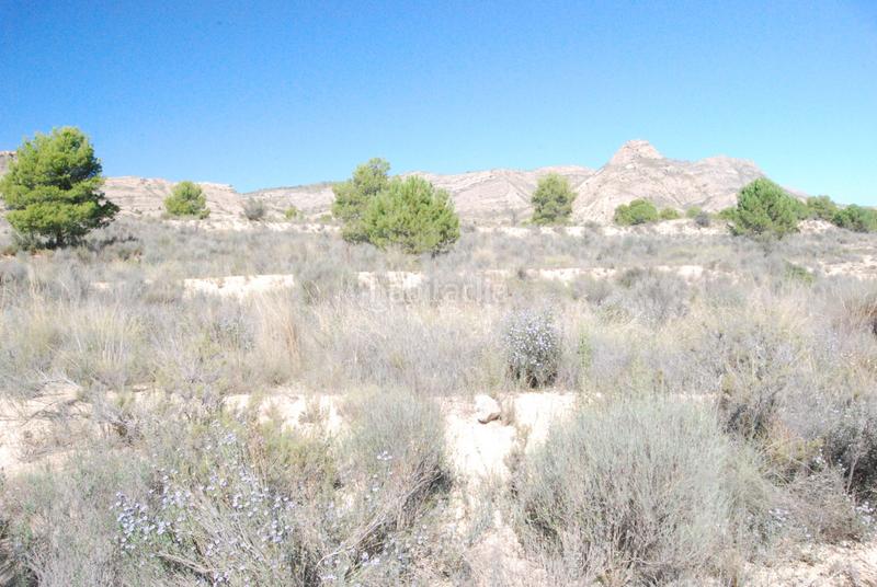 Foto 2a295340-bee9-48f9-ad15-147e1329b4cb. Finca rústica oportunidad muy interesante¡¡¡¡¡¡ en Alicante