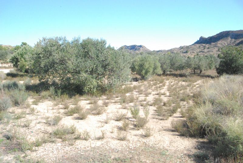 Foto 7e5a6c15-b60d-4ac2-8cf7-52ca095c34fe. Finca rústica oportunidad muy interesante¡¡¡¡¡¡ en Alicante