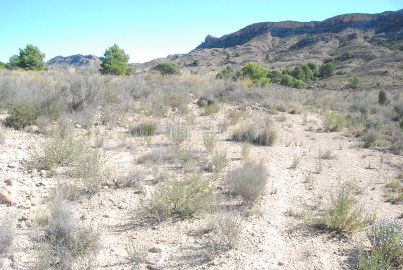 Foto d05ea682-6811-440c-95b5-2ee3e1f67afc. Finca rústica oportunidad muy interesante¡¡¡¡¡¡ en Alicante