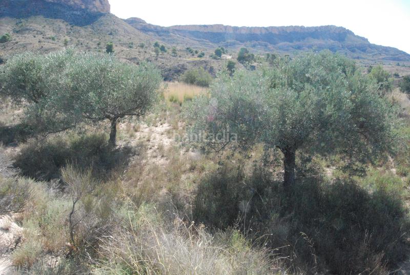 Foto df393eae-8f86-44f0-90f2-fc2aae870ce7. Finca rústica oportunidad muy interesante¡¡¡¡¡¡ en Alicante