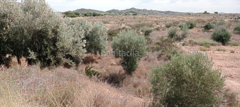 Foto bb23779a-b547-4092-9e34-e9232b6c4722. Finca rústica a Moralet Alicante