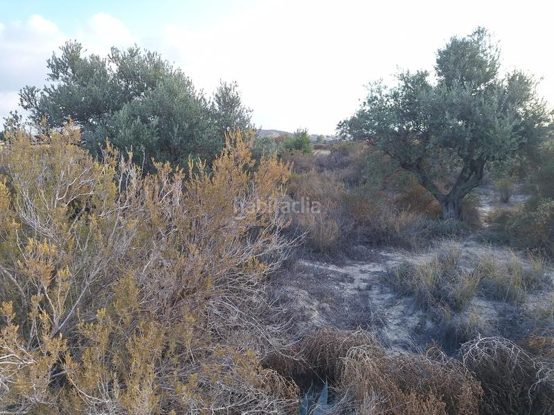 Foto eebf4cc0-61ce-4f75-8047-7d95a12fe279. Fondo rustico in La Alcoraya Alicante