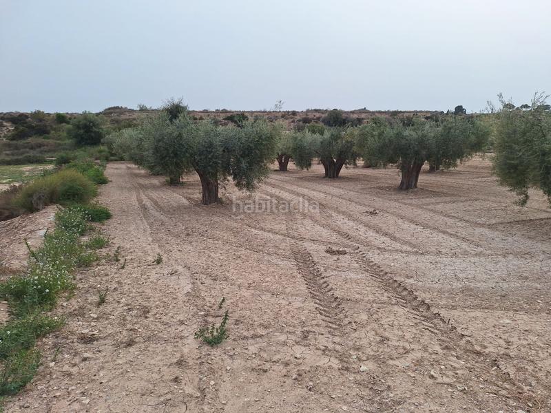 Foto a1c72c09-efbc-4e93-9100-e6359c358d0d. Finca rústica oportunidad parcela rustica edificable con agua de riego¡¡¡¡¡¡ en Agost