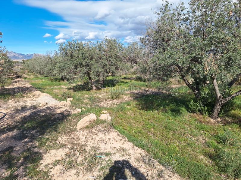 Foto 1b56f055-32fc-40ea-8981-ef446ec0adf0. Masia amb xemeneia a Fontcalent Alicante