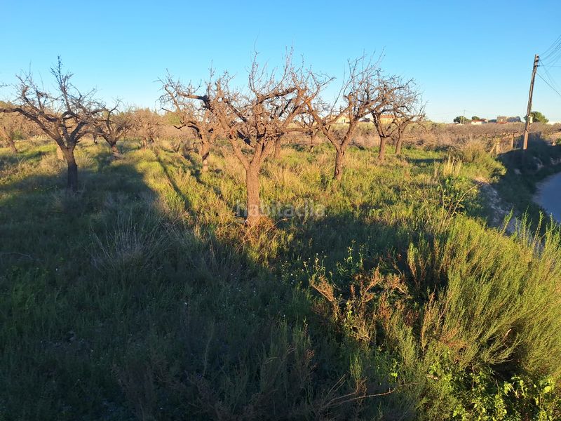 Foto 1e85d4d0-7392-4ed8-9482-41d4ce731654. Finca rústica a Villamontes-Boqueres Sant Vicent del Raspeig