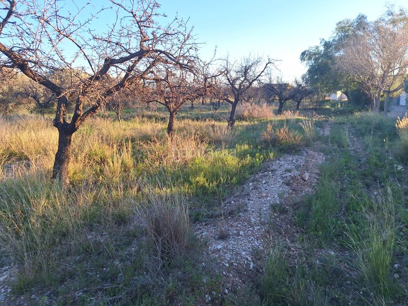 Foto 8ff3683e-2d9a-428f-8f9c-11f716de174d. Finca rústica a Villamontes-Boqueres Sant Vicent del Raspeig