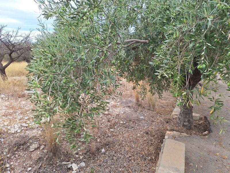 Foto fb8a3099-8c1e-4718-88e9-ea3db1ad356c. Finca rústica a Villamontes-Boqueres Sant Vicent del Raspeig