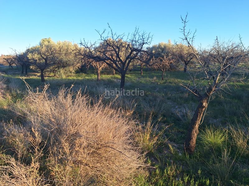 Foto feb8fe67-2dea-44ef-9cba-afe3764fbc03. Finca rústica a Villamontes-Boqueres Sant Vicent del Raspeig