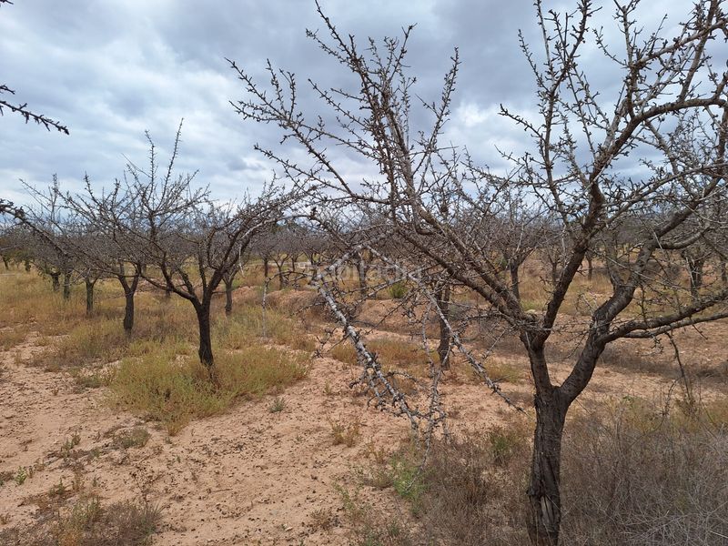 Foto 1b788672-3345-48b7-a0eb-303b5c7b0763. Finca rústica a Villamontes-Boqueres Sant Vicent del Raspeig