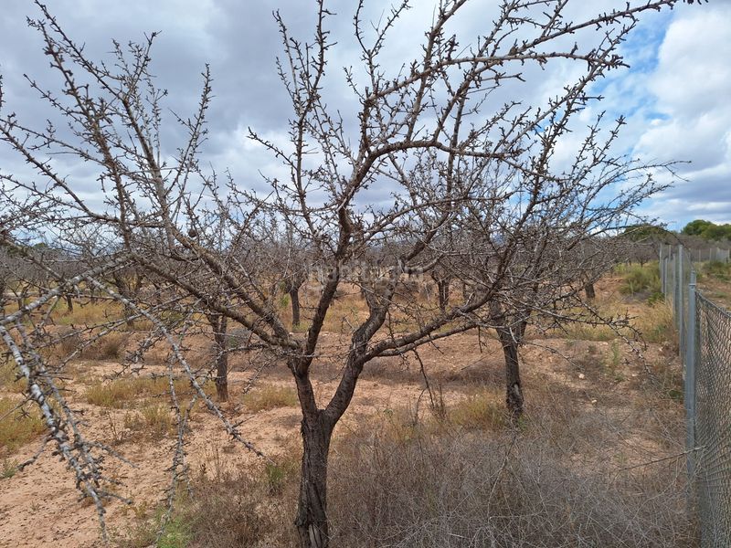 Foto ba03a867-a832-466d-a10a-ea86216b9877. Finca rústica a Villamontes-Boqueres Sant Vicent del Raspeig