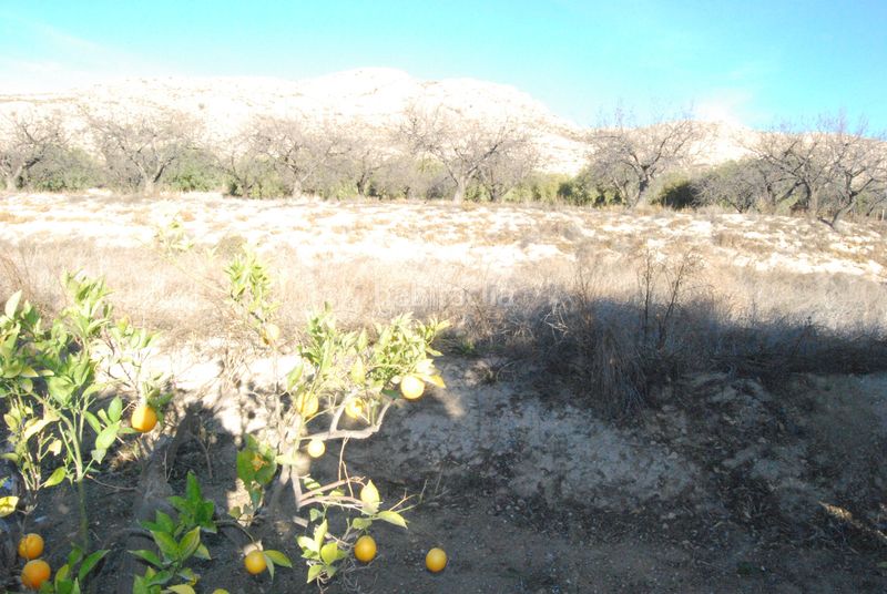 Foto fe064cbf-a9ad-4534-8457-653e8bf25127. Masia amb aparcament a Cañada del Fenollar Alicante