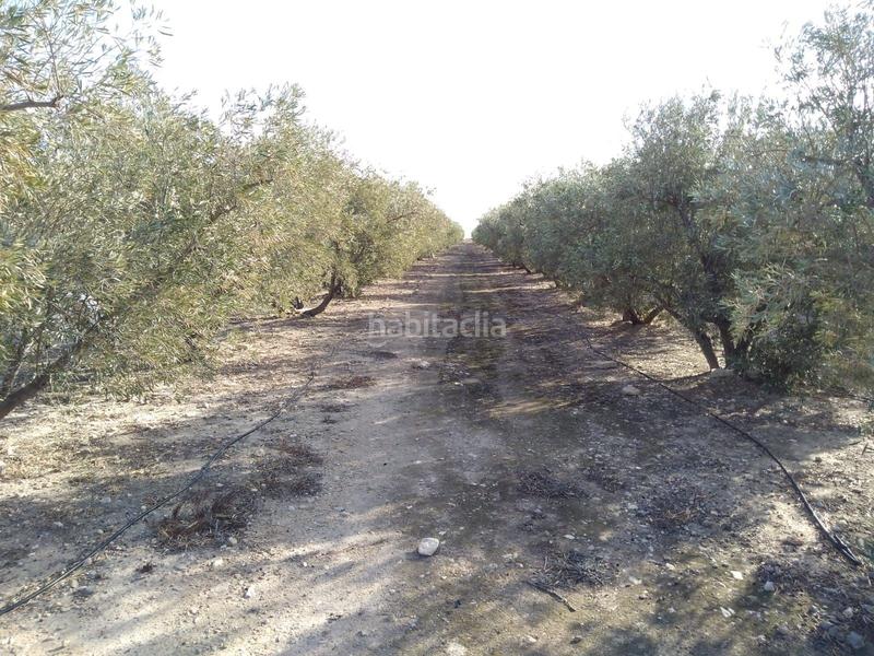 Foto 53766ecc-fb17-4aa5-99fc-20666fd93645. Fondo rustico in Agost