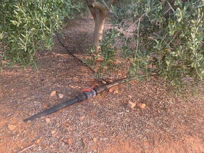 Foto 2a6ed308-952d-4478-ae12-7687dc39f51a. Fondo rustico in La Magdalena - Molinos Marfagones Cartagena