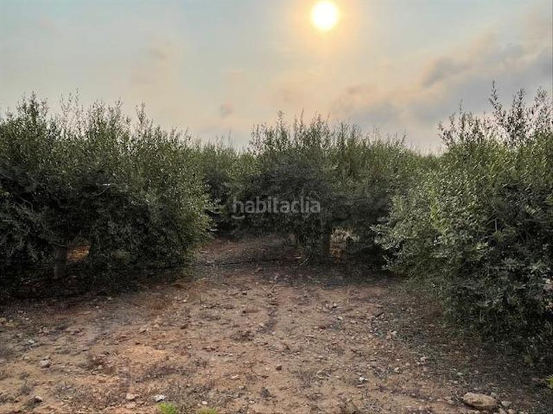 Foto c7f5a8a5-d6bb-4177-b261-8a5ac29c0a07. Fondo rustico in La Magdalena - Molinos Marfagones Cartagena