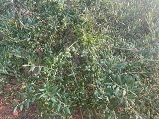Finca rústica en La Magdalena - Molinos Marfagones. Explotación agricola con construcción legalizada