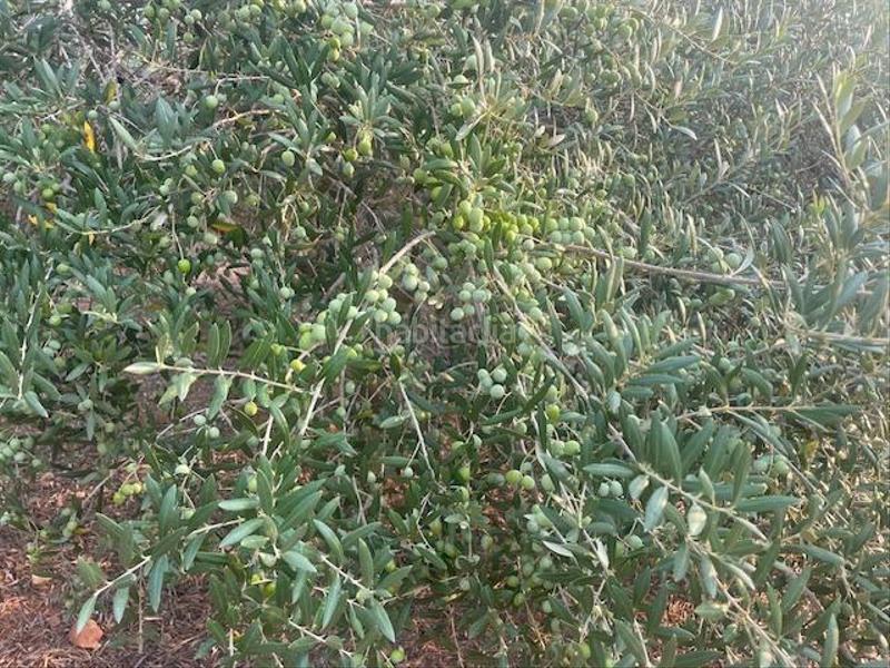 Foto ee112e47-ffe2-4449-9a01-2ea2c52bbb8d. Fondo rustico in La Magdalena - Molinos Marfagones Cartagena